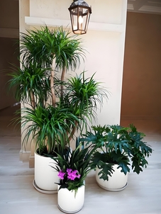 杭州湾绿植租赁哪家强？看这几家脱颖而出！